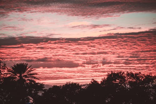 Immagine gratuita di alberi, arancia, colore del tramonto