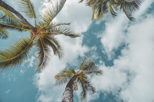 A calming view of palm trees under a clear blue sky in Waikiki, Honolulu.