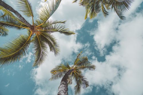Free A calming view of palm trees under a clear blue sky in Waikiki, Honolulu. Stock Photo