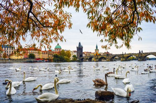 Free Swans glide on Vltava River with Charles Bridge and Prague's picturesque skyline in the background. Stock Photo