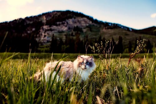 芝生の上の白い猫