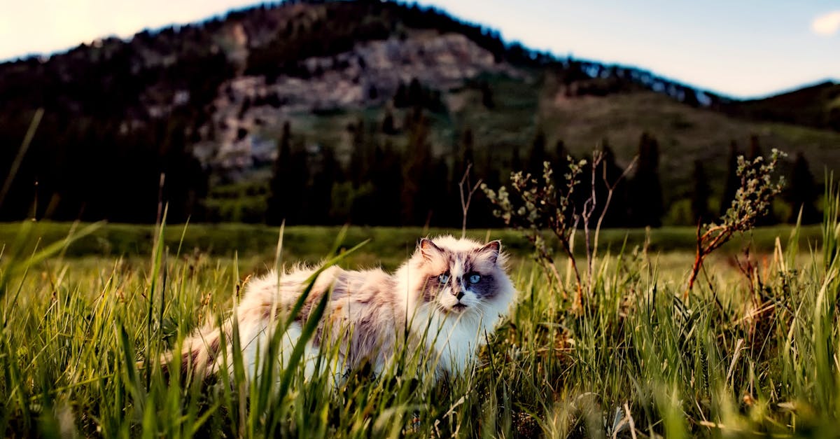 White Cat on Grass Field