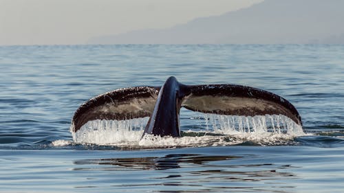 Free アクア, エネルギー, クジラの無料の写真素材 Stock Photo