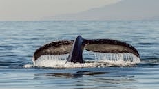 Humpback whale tail swimming underwater of sea