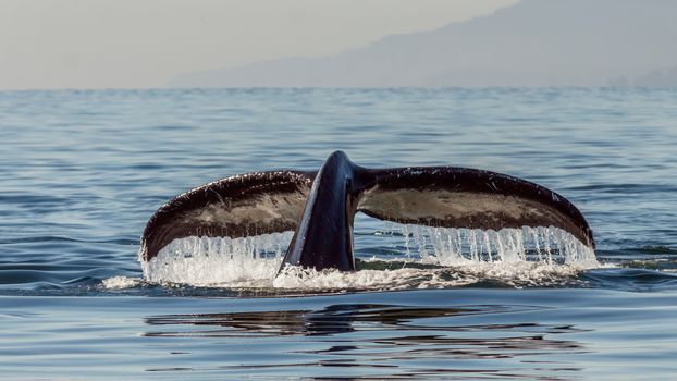 Tail of huge humpback whale splashing water while swimming in rippling sea on sunny day