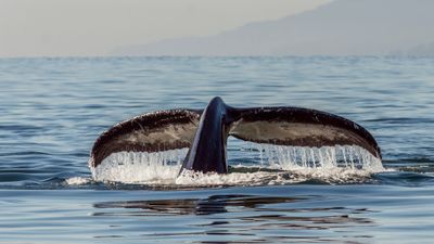 Sperm Whale
