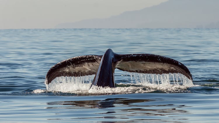 Humpback Whale Tail Swimming Underwater Of Sea