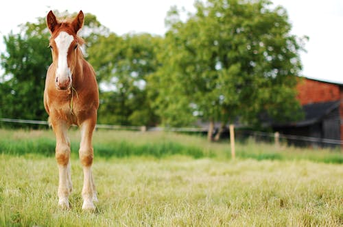 Free White and Brown Horse Stock Photo