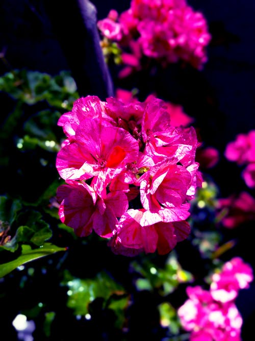 Бесплатное стоковое фото с editado, geranio, флор роза