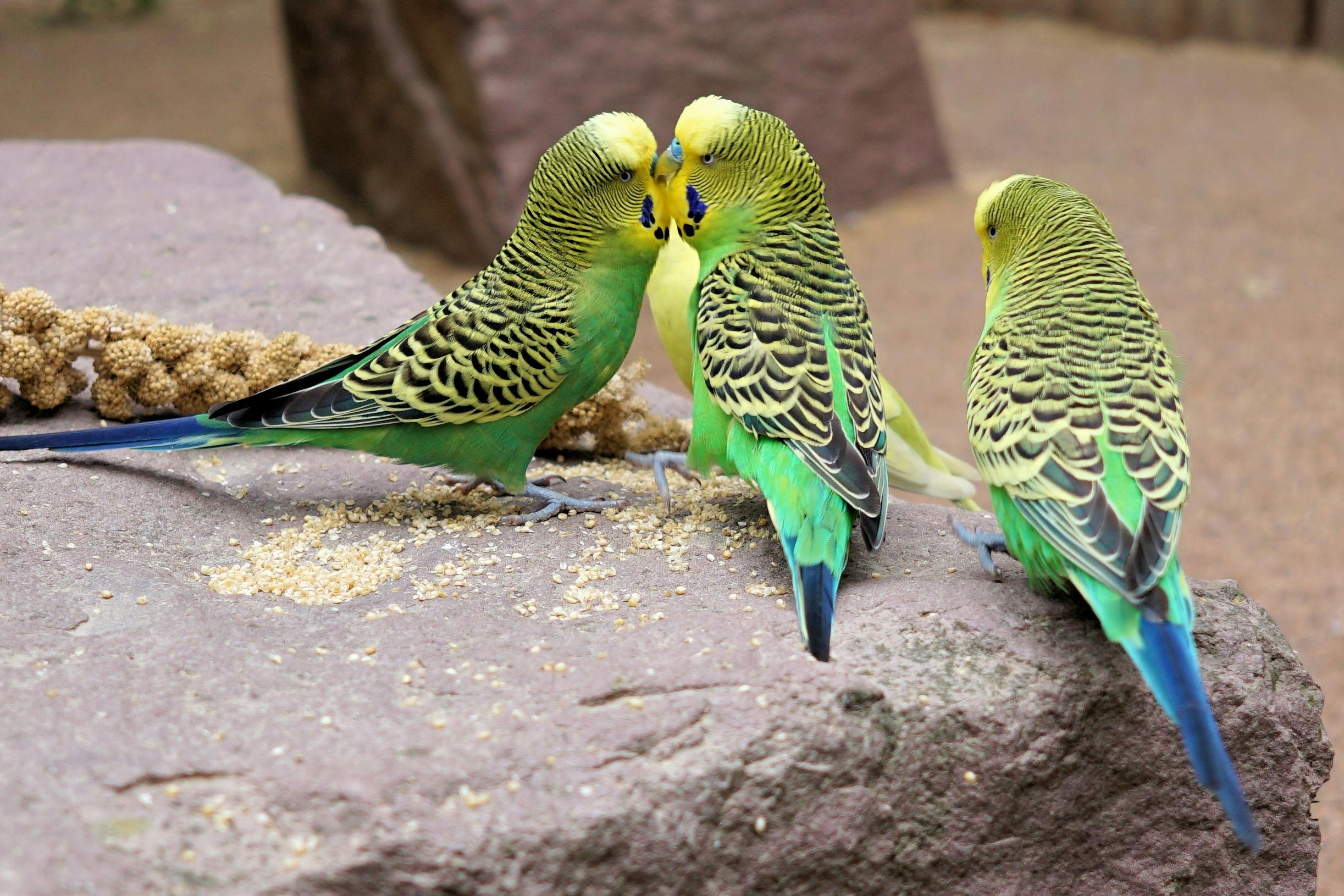 How Long Do Parakeets Live on Average