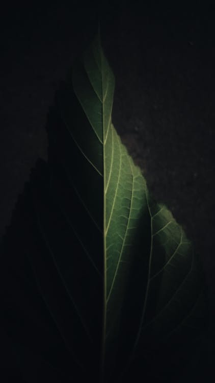 Details of textured surface of fresh green leaf with veins against black background