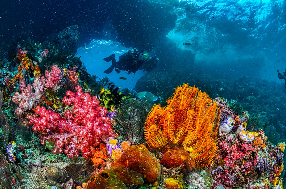 Komodo - imagen 3