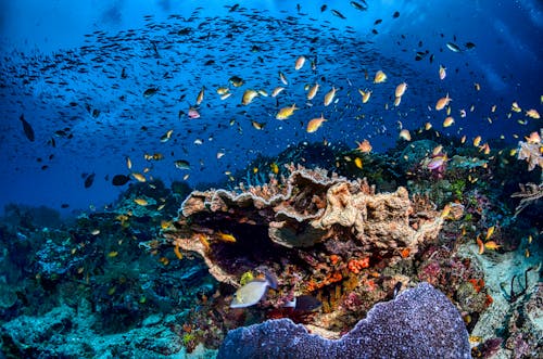 Photos gratuites de anémone, aquatique, banc de poissons