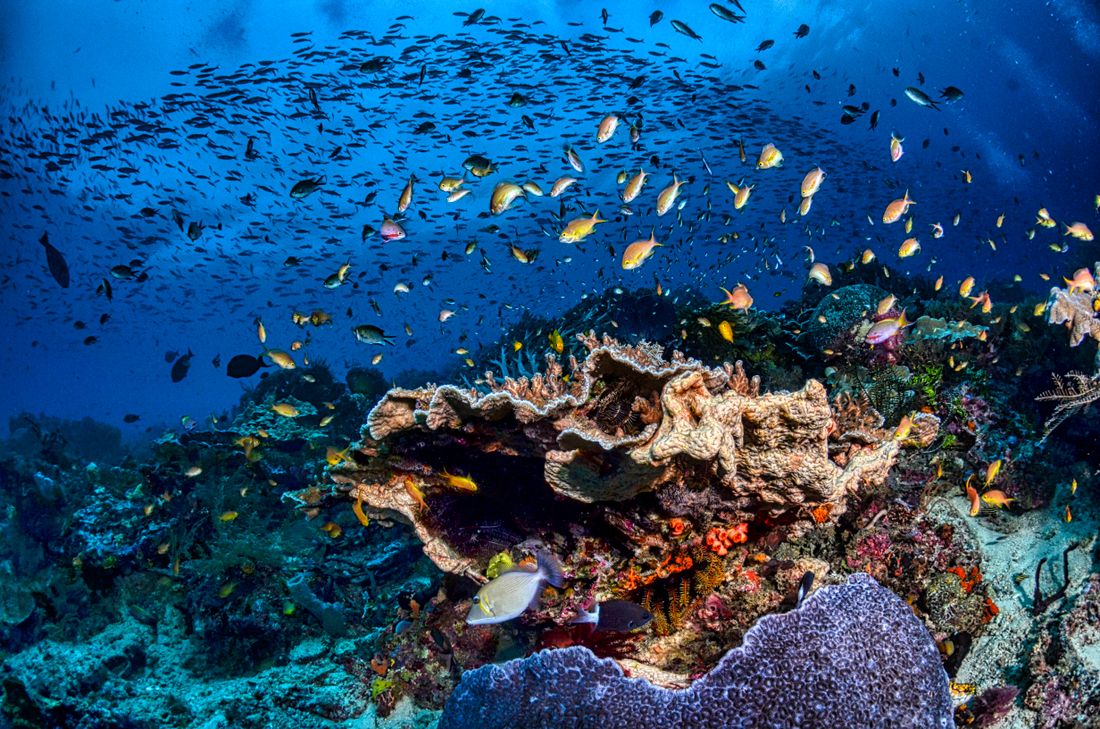 Colourful coral reef footage — photo by Tom Fisk on Pexels