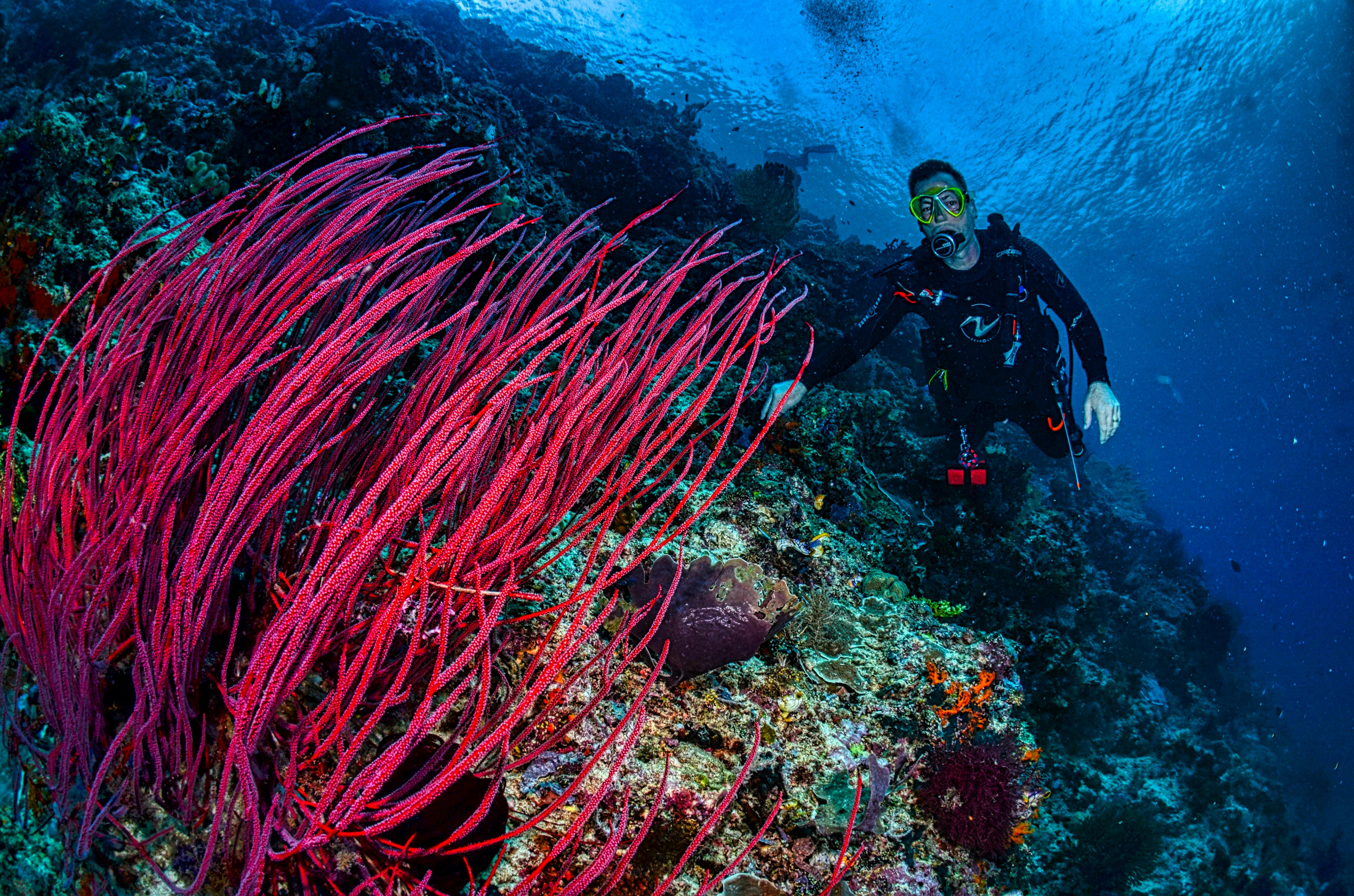 a man underwater swimming near beautiful coral reefs