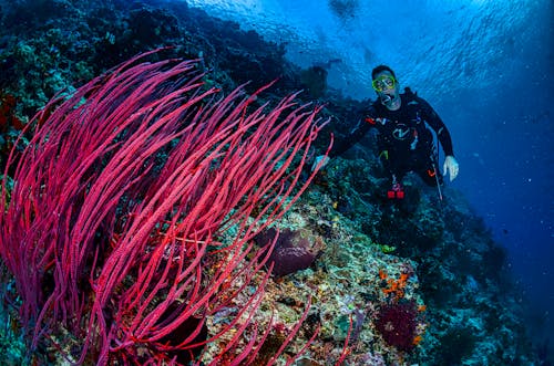A Man Underwater Swimming Near  Beautiful Coral  Reefs