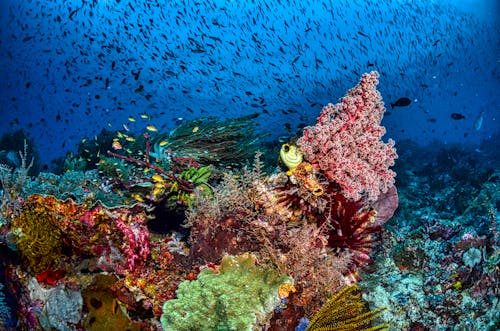 Photos gratuites de anémone, aquatique, banc de poissons