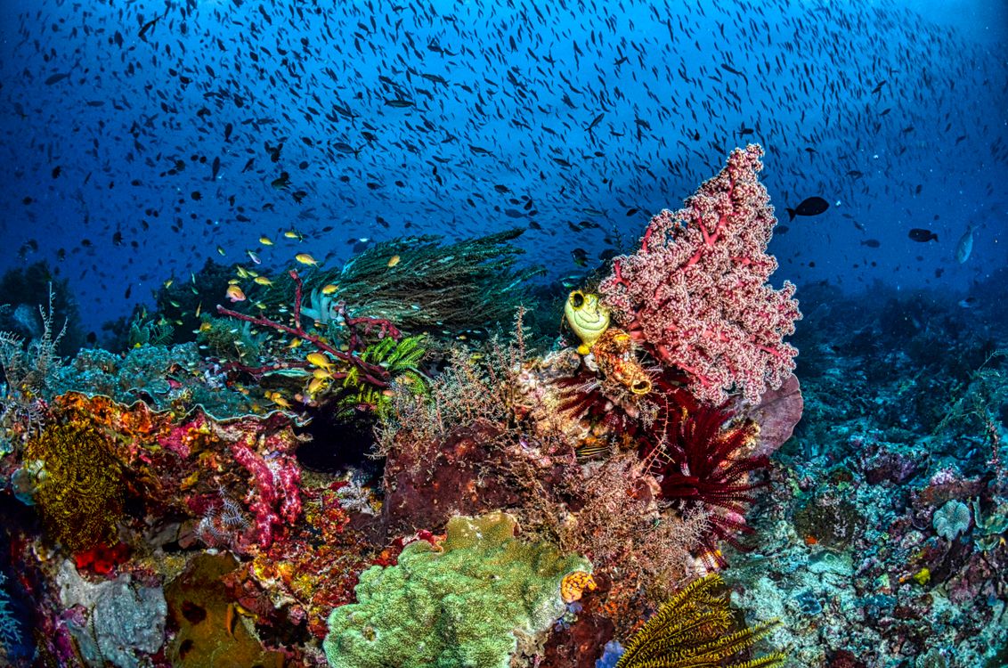 Farbenprächtiges Korallenriff mit bunten Fischen – schützenswert und zerbrechlich
