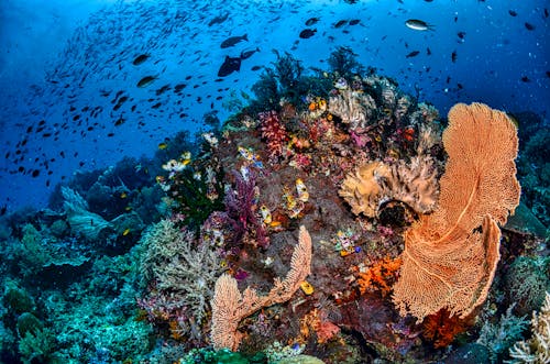 Photos gratuites de anémone, aquatique, banc de poissons