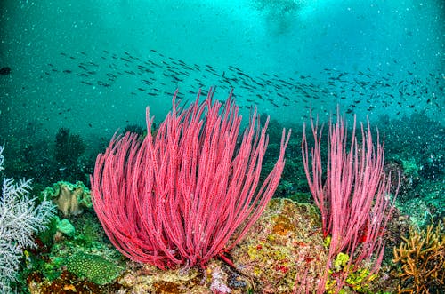 Ücretsiz anemon, balık sürüsü, deniz içeren Ücretsiz stok fotoğraf Stok Fotoğraflar