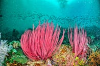 印度尼西亚西巴布亚的海底世界，珊瑚礁场景丰富多彩，海洋生物种类繁多