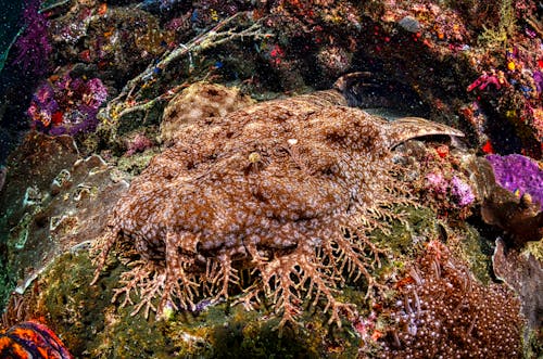 Free Close-up of a Tasselled Wobbegong in a Coral Reef Stock Photo