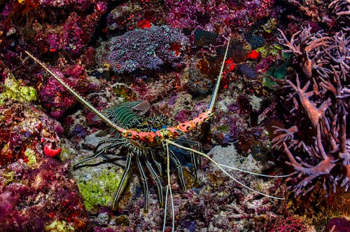 Free Green Lobster Resting on Purple Coral Reefs Stock Photo
