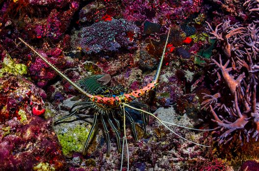 Colorful spiny lobster amidst vibrant coral reef in West Papua, Indonesia.