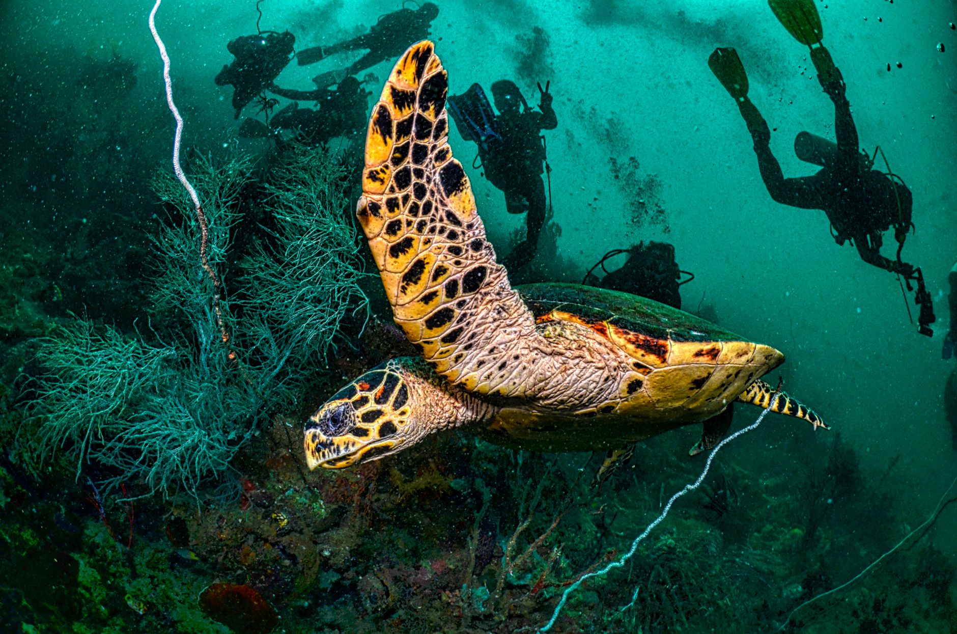 Explore an underwater world with a majestic Hawksbill sea turtle in West Papua, Indonesia.