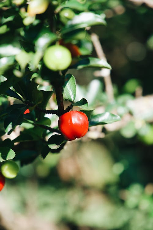 Immagine gratuita di albero, ambiente, antiossidante