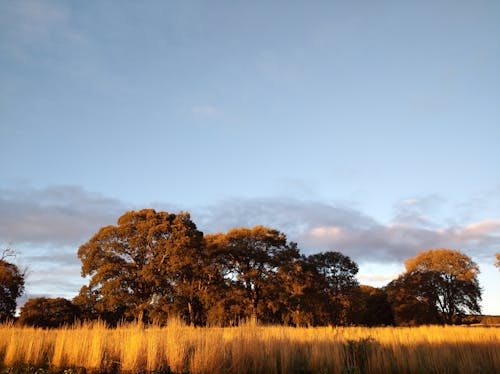 arboles, luz de la mañana, paisaje con nubes içeren Ücretsiz stok fotoğraf