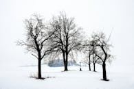 冬日宁静，无叶的树木与白雪覆盖的田野上，立着一个十字架