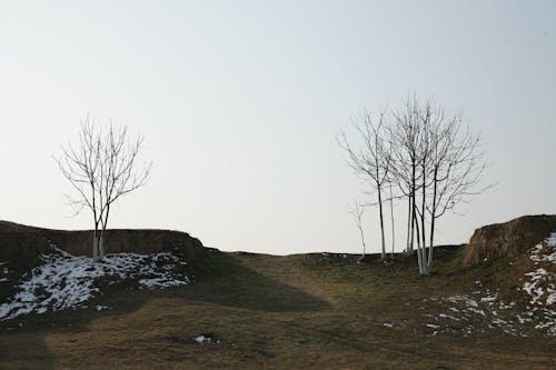 Foto d'estoc gratuïta de a l'aire lliure, arbre, assolellat