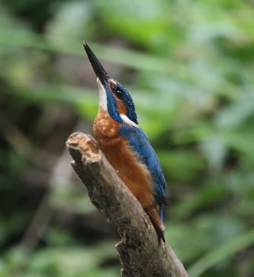 Small Alcedo atthis bird sitting on tree in jungle