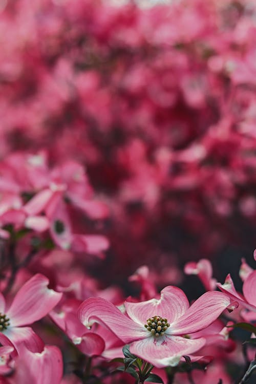 Free Pink Flowers in Tilt Shift Lens Stock Photo
