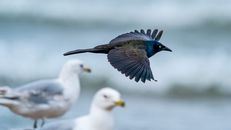 Graceful black common grackle bird flying over waving sea and ring billed gulls sitting on beach