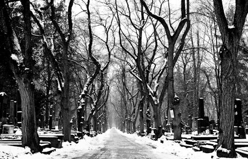 Grayscale Photo of Bare Trees Along the Road With Snow