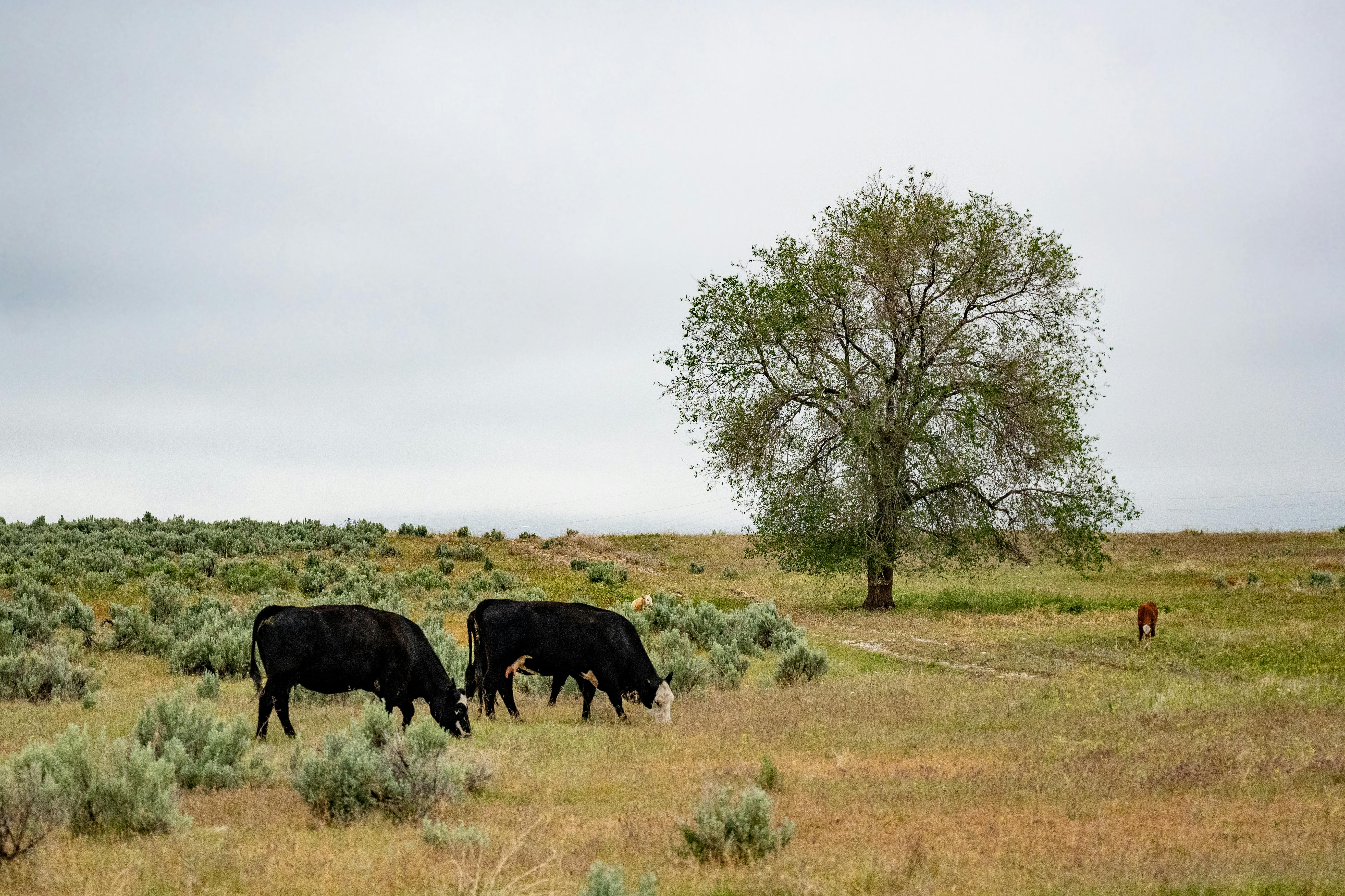 How much land do you need to feed a family of 4?