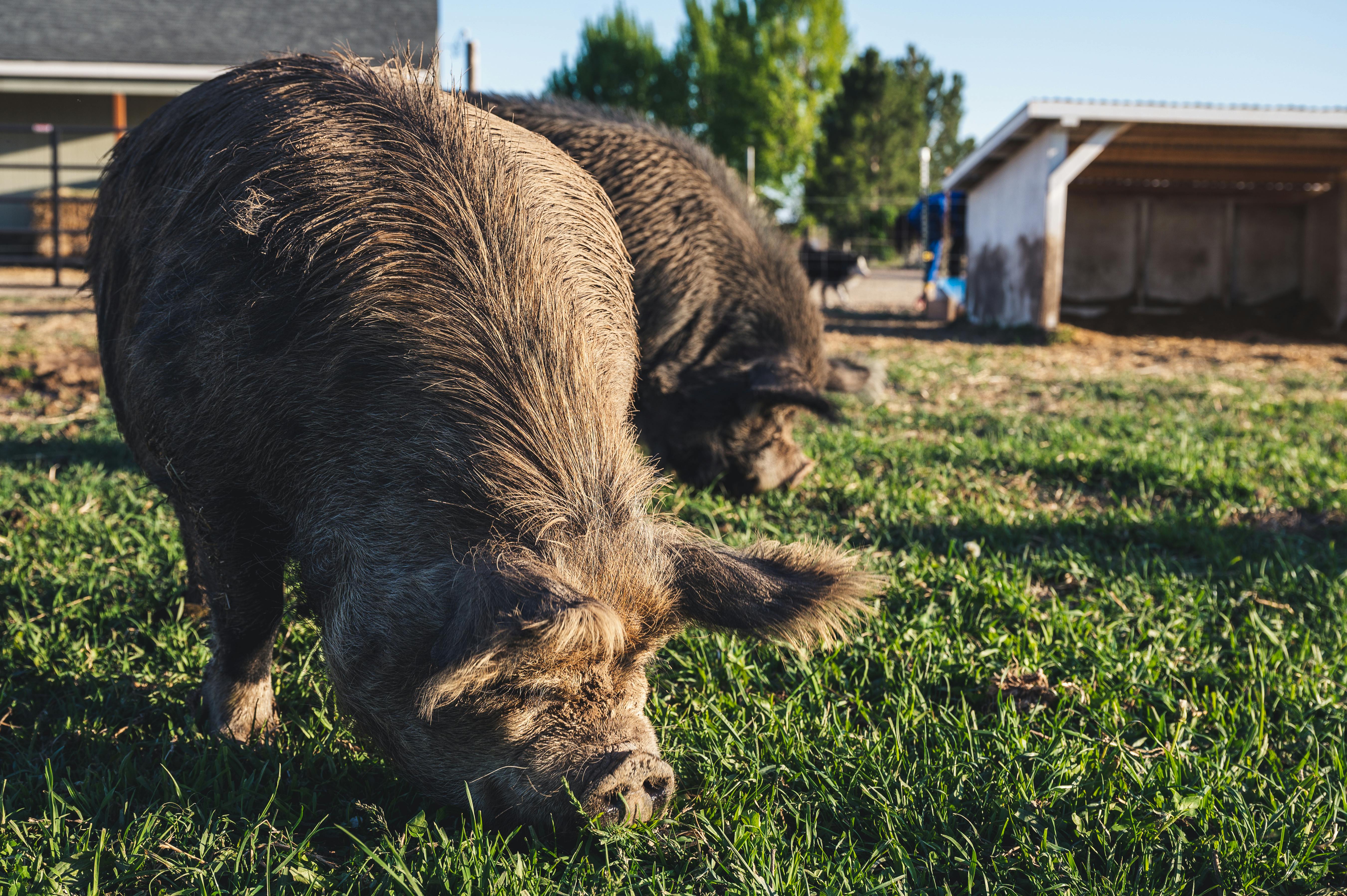 cute kunekune pigs pasturing on grassy field in farm