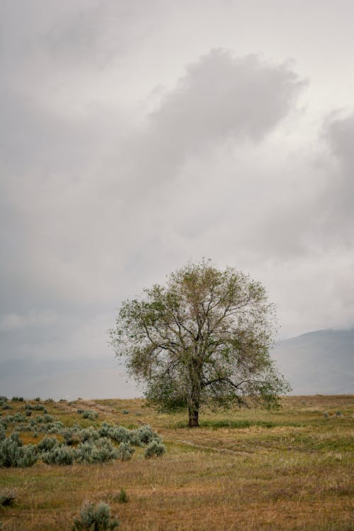 Photos gratuites de à couper le souffle, arbre, bio