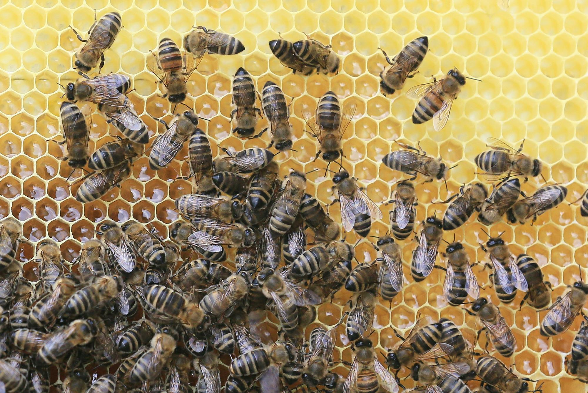 free-stock-photo-of-animals-apiary-beehive