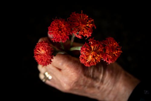 A Person Holding Red Geranium Flowers 