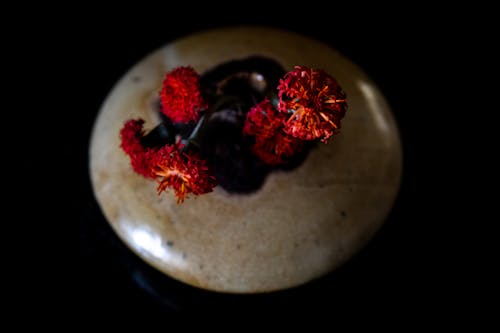 Red Geranium Flowers in a Vase