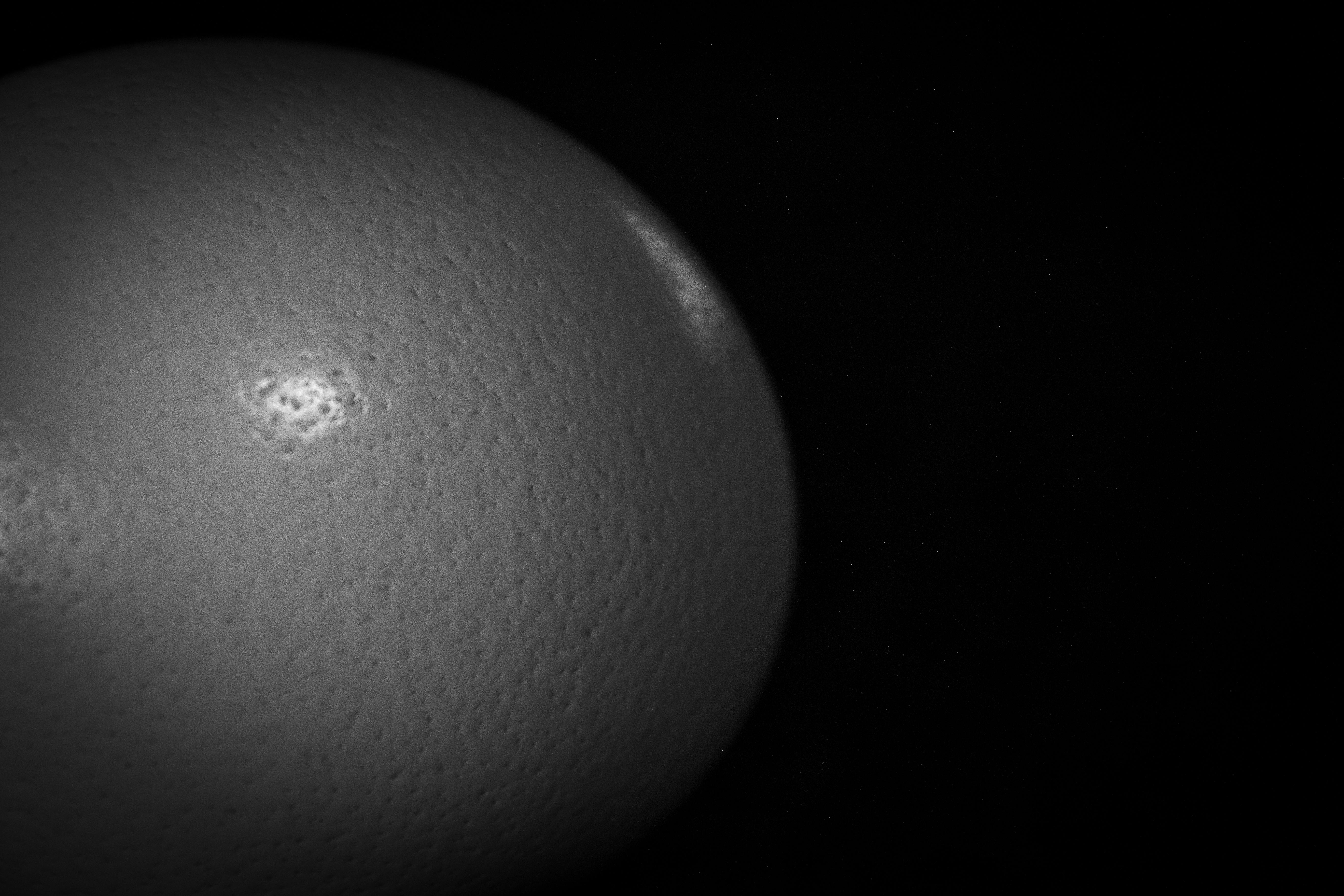 An Ostrich Egg on dark Background · Free Stock Photo