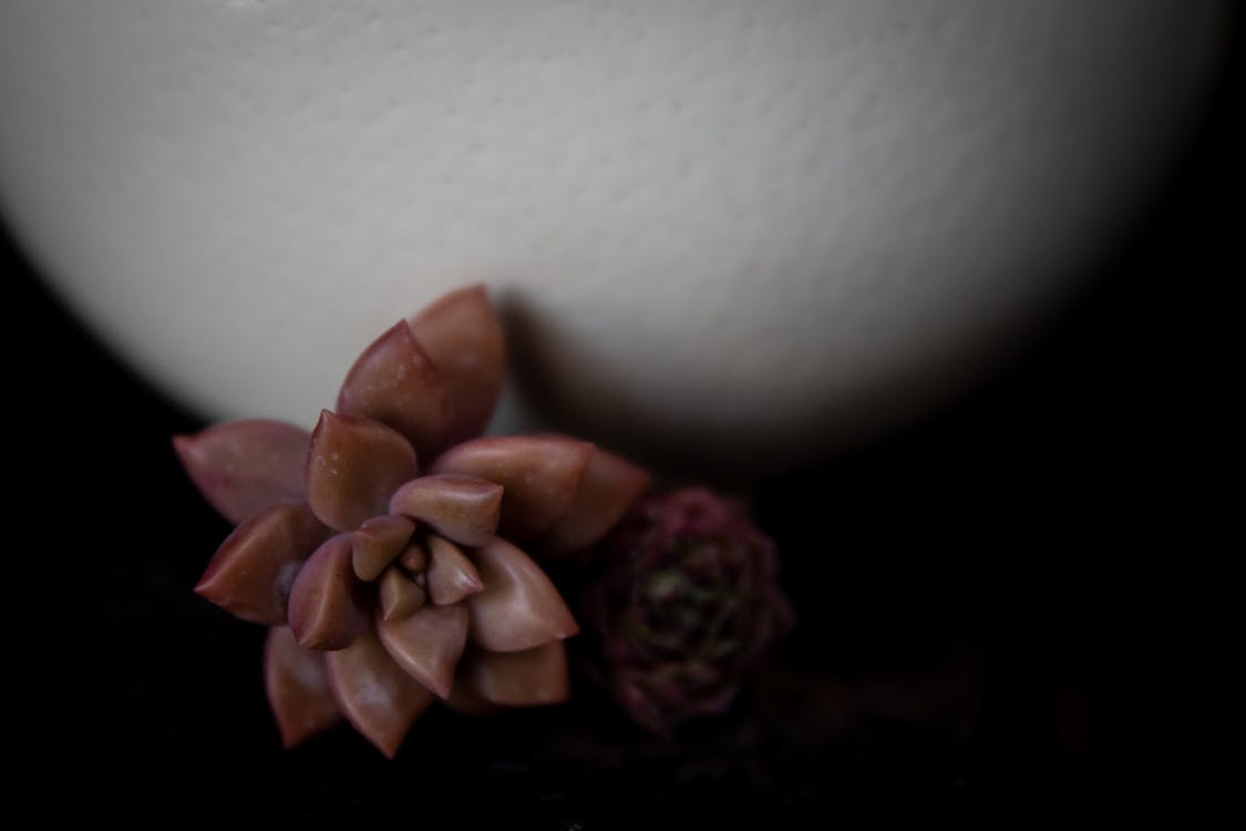 Red Cactus on Dark Background