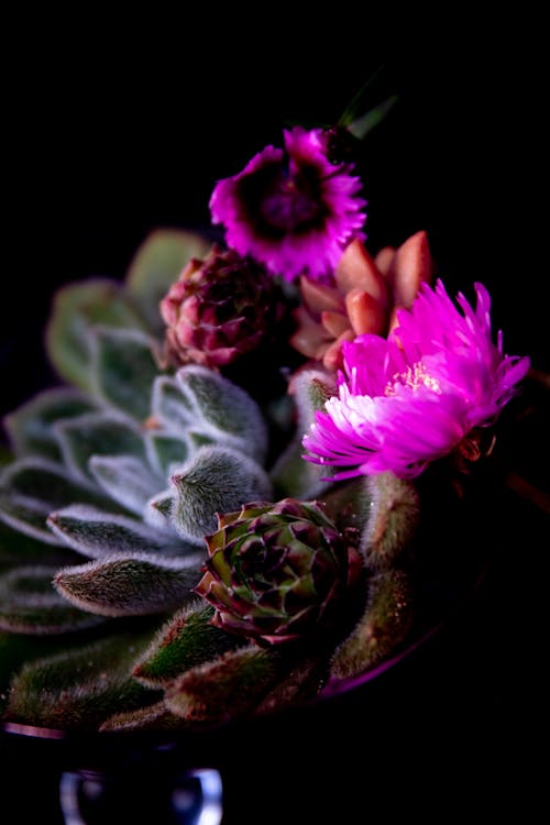 A Cactus Plant with Flowers