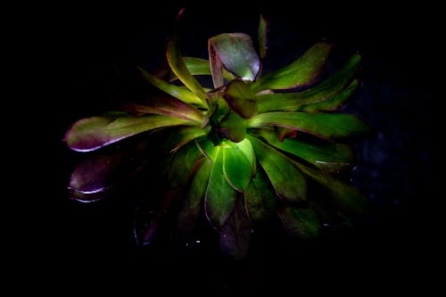 Green Plant in Black Background