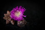 在黑暗、纹理的背景上，特写镜头拍摄了一朵充满活力的粉红色多汁花朵