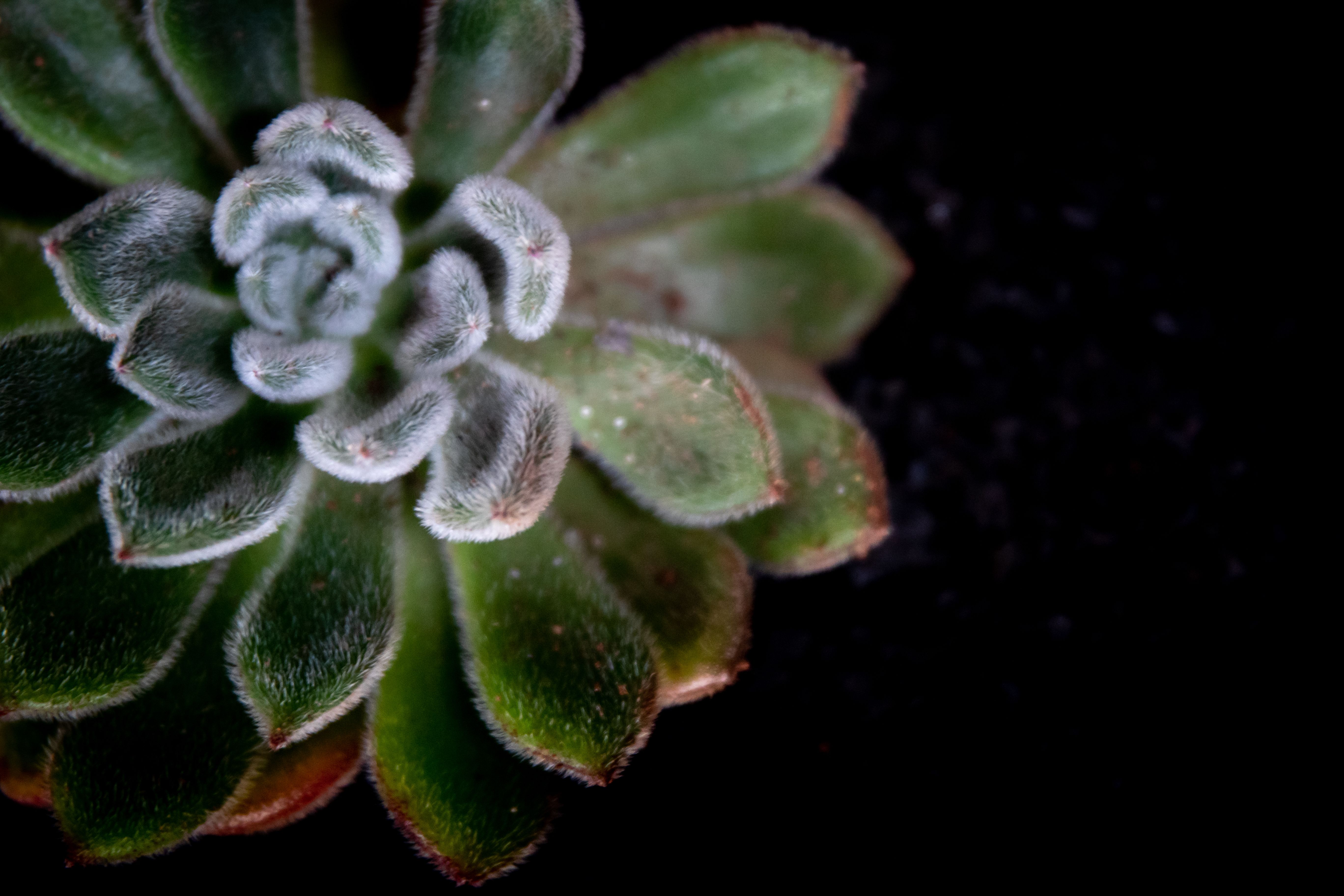 dark green succulent Aeonium Halloween Cutting - Succulent Plant Cutting