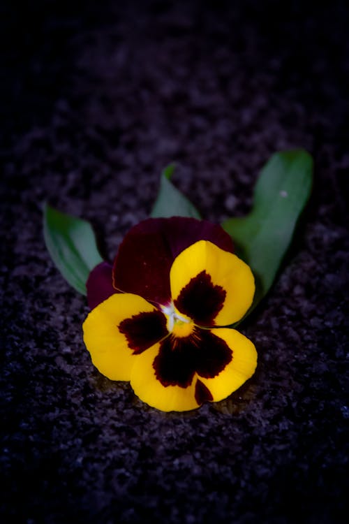 Free Yellow and Maroon Flower on Black and Gray Surface Stock Photo